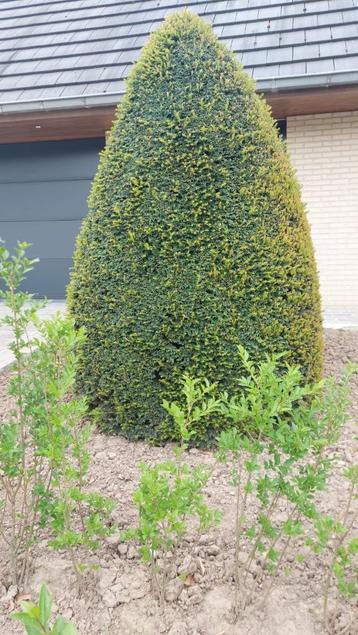 Taxus boom tuin beschikbaar voor biedingen