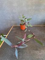 Tradescantia pallida nr 14, Enlèvement