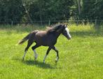 Welsh A jaarling merrie, Dieren en Toebehoren, Pony's, Merrie, 0 tot 2 jaar, A pony (tot 1.17m), Onbeleerd