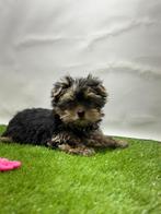 Yorkshire terrier  pups, Yorkshire Terriër, 15 weken tot 1 jaar, Buitenland, CDV (hondenziekte)