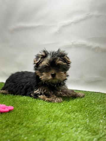 Chiots Yorkshire Terrier, 15 semaines à 1 an, Étranger, Yorkshire Terrier, Parvovirose