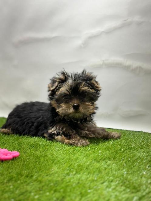 Yorkshire terrier  pups, Dieren en Toebehoren, Honden | Jack Russells en Terriërs, Meerdere dieren, Yorkshire Terriër, Fokker | Professioneel