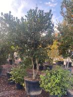 Ilex 'Nellie R. Stevens'. Meerstammige Boom (Parasol)