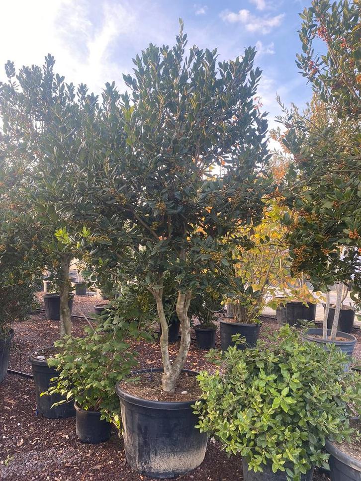 Ilex 'Nellie R. Stevens'. Meerstammige Boom (Parasol), Tuin en Terras, Planten | Bomen, Ophalen