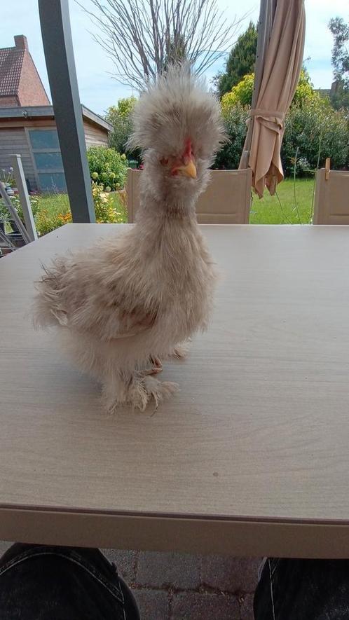 USA zijdehoen kuiken, vermoedelijk haantje, Dieren en Toebehoren, Pluimvee, Kip, Mannelijk