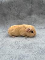 Cavia crème vrouwtje, Dieren en Toebehoren, Knaagdieren, Cavia, Vrouwelijk, Januari, Tam