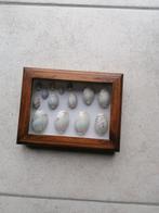 caracoles collection coquillages dans un cadre, Collections, Comme neuf, Autres types, Autres, Enlèvement ou Envoi