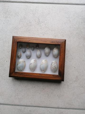 caracoles collectie schelpen in een lijst