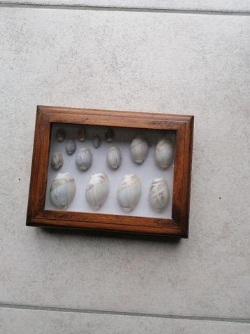 caracoles collectie schelpen in een lijst beschikbaar voor biedingen