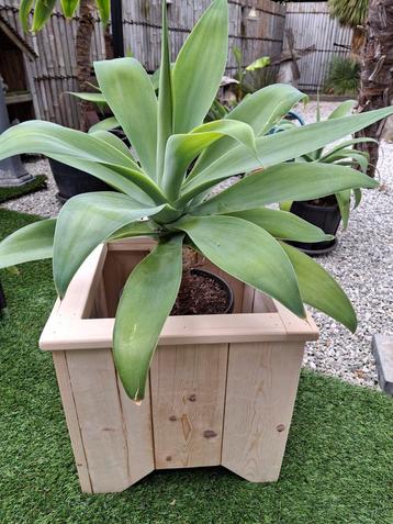Nieuwe stevige houten plantenbak,agave´s ook te koop beschikbaar voor biedingen