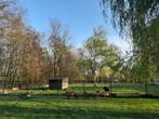 Kameroen schaap bok bruin, Mannelijk, Schaap, 0 tot 2 jaar