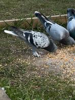 Pigeons culbutant, Dieren en Toebehoren, Vogels | Duiven