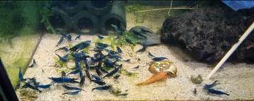 Blue Diamond garnaaltjes  beschikbaar voor biedingen