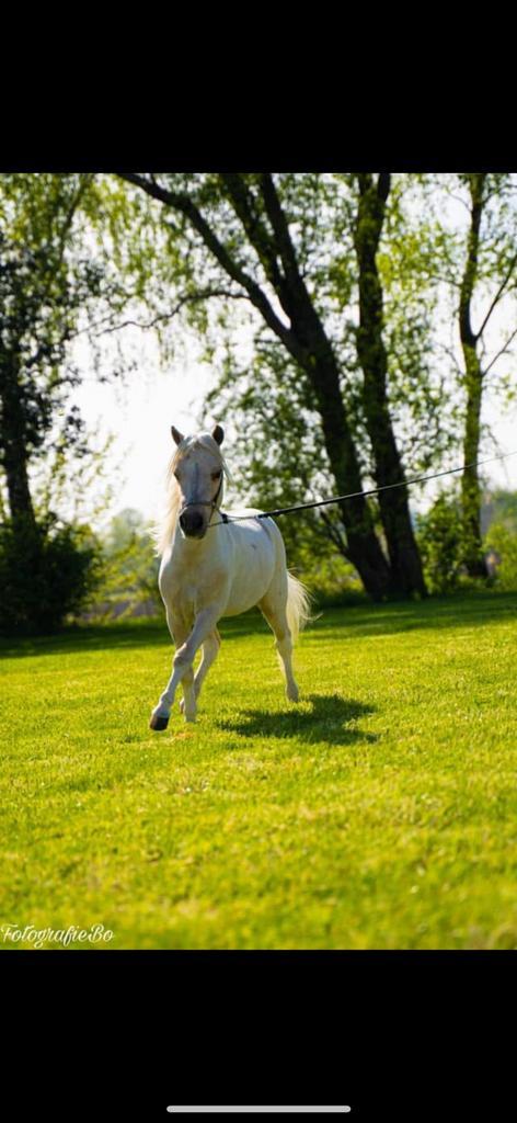 NMPRS Miniatuur paard, Dieren en Toebehoren, Pony's, Ruin, Ingeënt