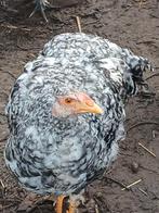 Brahma x mechelse koekoek, Dieren en Toebehoren, Pluimvee, Mannelijk, Kip