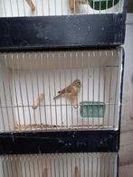 sijs, groenvink., Dieren en Toebehoren, Vogels | Overige Vogels, Meerdere dieren, Wildzangvogel, Geringd