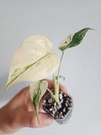 Monstera White Monster, Overige soorten, In pot, Minder dan 100 cm, Groene kamerplant