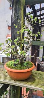 Bonsai Hazelnoot, Ophalen