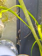 Zwart en albino ancistrus, Dieren en Toebehoren, Vissen | Aquariumvissen