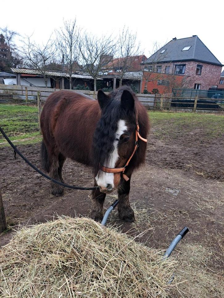 Tinker zoekt nieuw huisje, Dieren en Toebehoren, Pony's