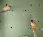 Gould amandine, Animaux & Accessoires, Oiseaux | Oiseaux Autre