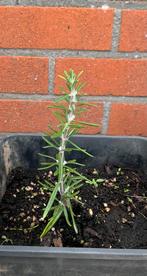5 stuks ‘Rosmarinus Officinalis’ Dwerg Rozemarijn, Ophalen