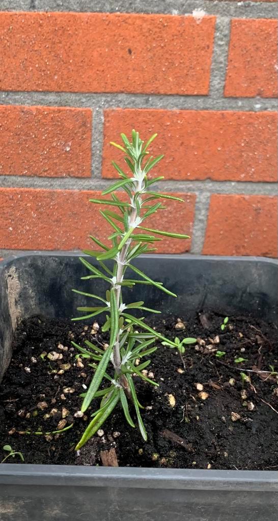 5 stuks ‘Rosmarinus Officinalis’ Dwerg Rozemarijn, Tuin en Terras, Planten | Struiken en Hagen, Ophalen