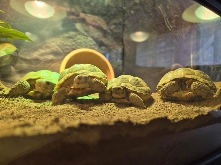 Russische vierteenschildpadden (Testudo horsfieldii), Dieren en Toebehoren, Reptielen en Amfibieën