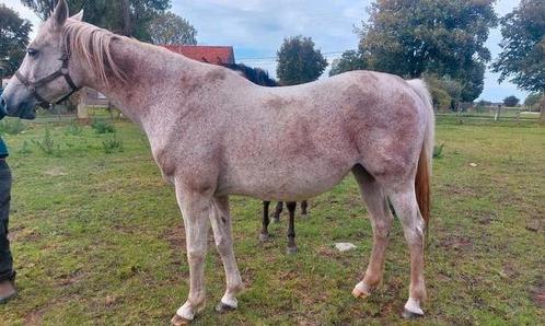 Merrie, weidemaatje, fokmerrie, wandelpaard 19j, Dieren en Toebehoren, Paarden, Merrie