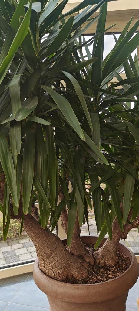 Yucca. Environ 40 ans, Jardin & Terrasse, Plantes | Arbres, 100 à 250 cm, Ombre partielle, Ne fleurit pas, En pot, Enlèvement