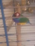 Gouldamadine man ( eventueel kooi ook te koop), Dieren en Toebehoren, Vogels | Overige Vogels, Mannelijk, Tropenvogel, Geringd