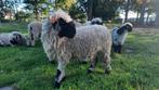 Walliser schwarznase ooien 11 maanden oud, Dieren en Toebehoren, Schapen, Geiten en Varkens, Vrouwelijk, Schaap, 0 tot 2 jaar