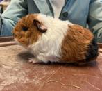 Te koop, jonge cavia's, Dieren en Toebehoren, Knaagdieren, Cavia, November, Meerdere dieren, Tam