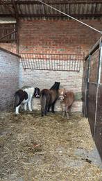 Te koop  2 stamboekhensgten