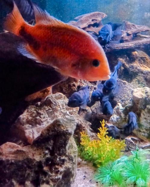 Aquarium met alle toebehoren + Cichliden (Z-Am.), Dieren en Toebehoren, Vissen | Aquaria en Toebehoren, Gebruikt, Ophalen