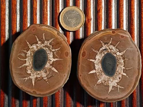 Keuze uit 4 mooie septaria (prijs is per koppeltje), Verzamelen, Mineralen en Fossielen, Mineraal, Ophalen of Verzenden