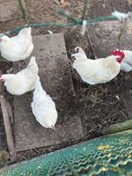 Poule de Bresse broedeieren, Dieren en Toebehoren