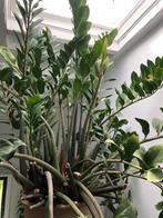 Kamerplant Zamioculcas zamiifolia ( ZZ plant ), Ophalen