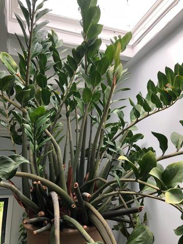 Kamerplant Zamioculcas zamiifolia ( ZZ plant ) beschikbaar voor biedingen