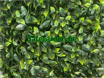 Sierkunsthaag Ficus Ligustrum scherpe prijs tot -34%
