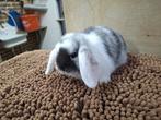 nederlandse dwerghangoortjes, Dieren en Toebehoren, Konijnen, Meerdere dieren, Klein, Hangoor, 0 tot 2 jaar