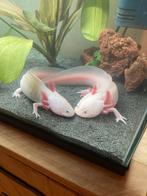 Axolotls, Animaux & Accessoires, Reptiles & Amphibiens, Domestique, 3 à 6 ans, Autres espèces