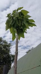 Catalpa bigonoides nana stam 220 cm, Ophalen, In pot