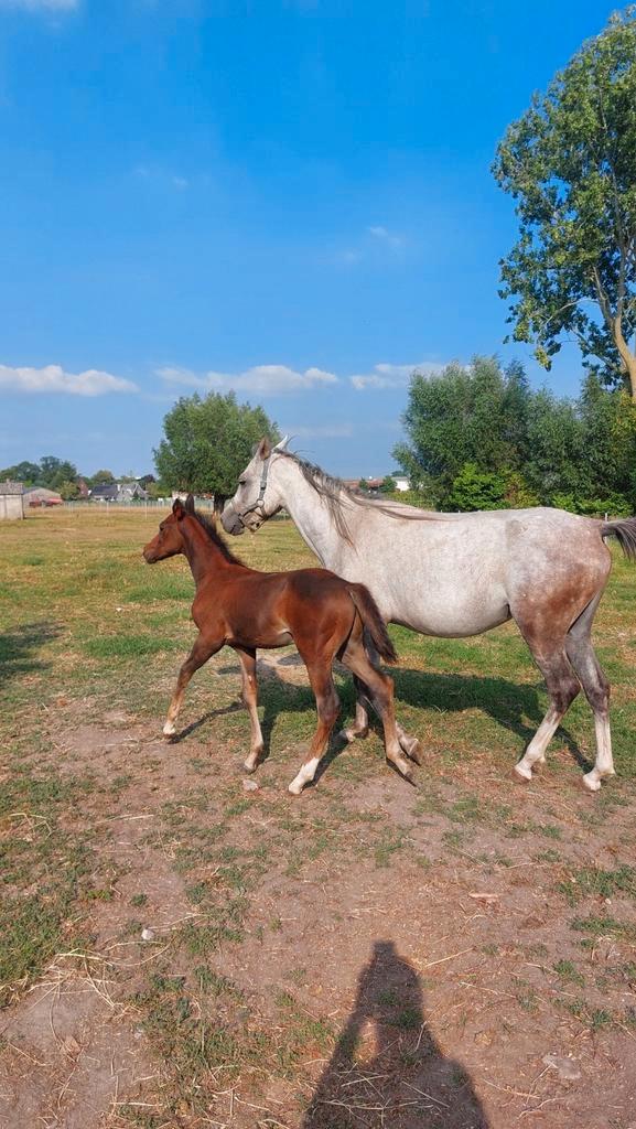 Bijna 4-jarige Merrie met quarter mix veulen hengstenveulen, Dieren en Toebehoren, Pony's, Merrie