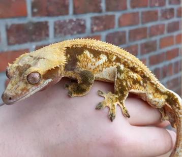 New Caledonische Gecko kweker beschikbaar voor biedingen