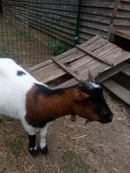 Dwerggeiten, Dieren en Toebehoren, Schapen, Geiten en Varkens, Vrouwelijk, Geit, 0 tot 2 jaar