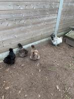 Zijdehoentjes, Dieren en Toebehoren, Meerdere dieren, Kip