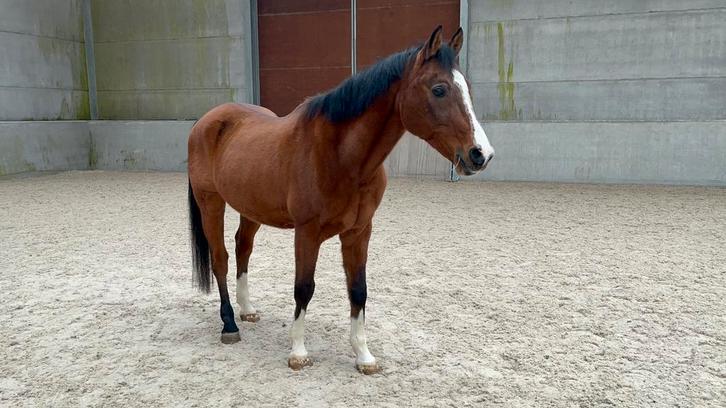 Arabische ruin, Animaux & Accessoires, Chevaux, Hongre