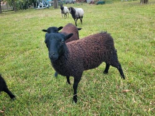 Ouessant OOILAMMEREN, Dieren en Toebehoren, Overige Dieren, Vrouwelijk, April
