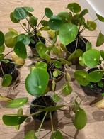 Zes pannenkoek plantjes, Ophalen